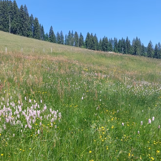 IMG-20240619-WA0031