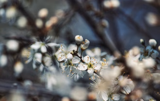 blossoms-4960454_1280